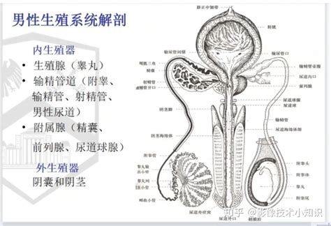 男性生殖器|男性生殖器には どのような器官があるの？ 